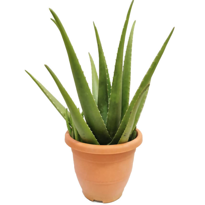 Aloe vera, Barbados or Medicinal Aloe, Burn Plant (0.5m)