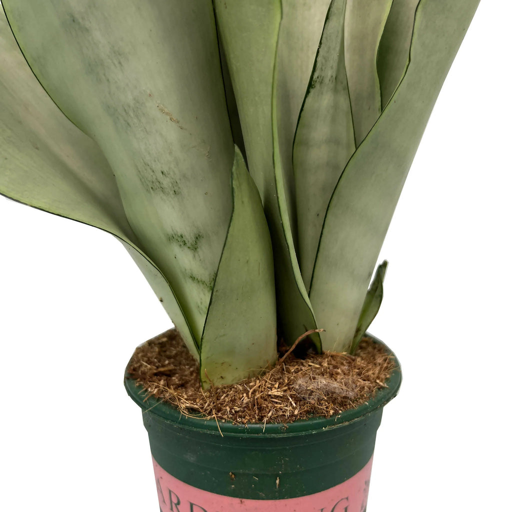 Sansevieria Moonshine (0.4m)