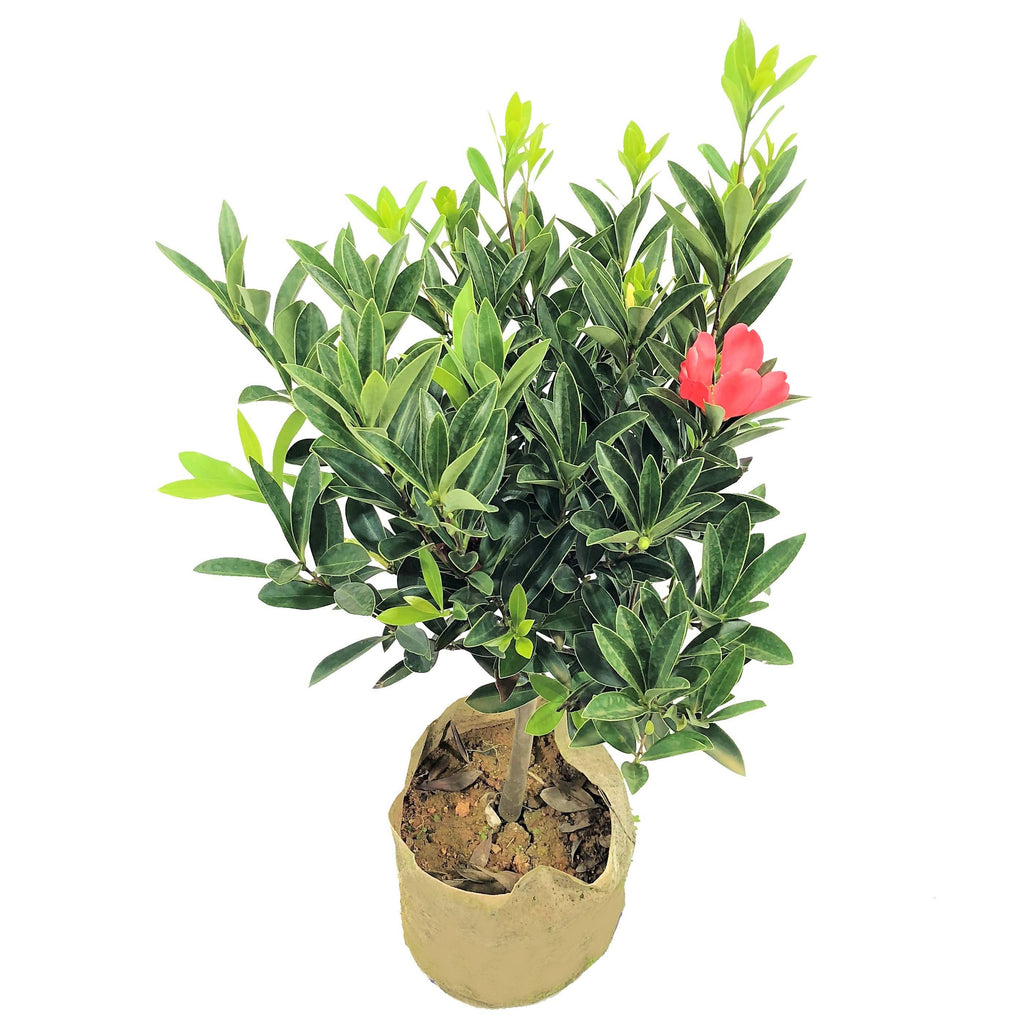 Camellia azalea in bag (0.7m)