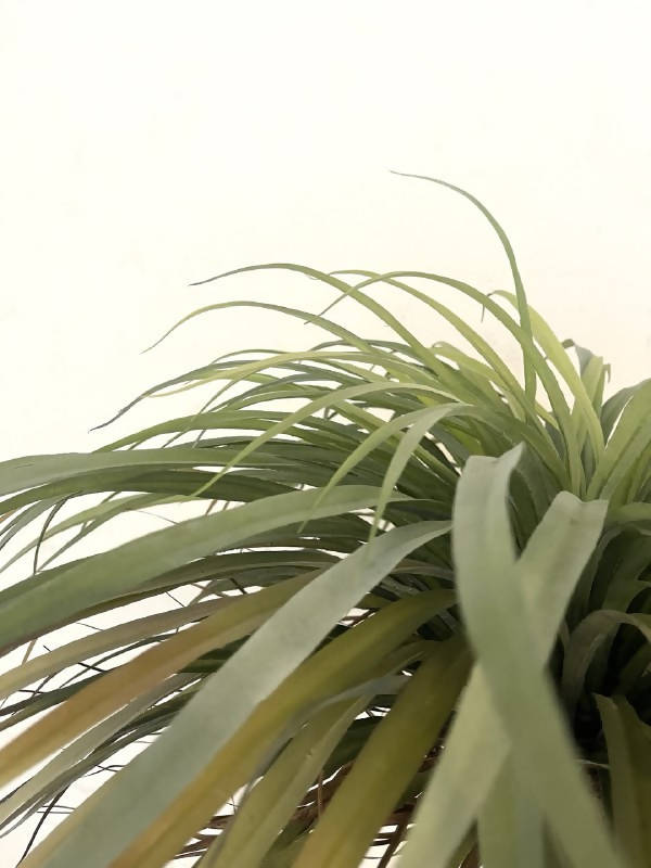 Artificial Yucca (1.1m)
