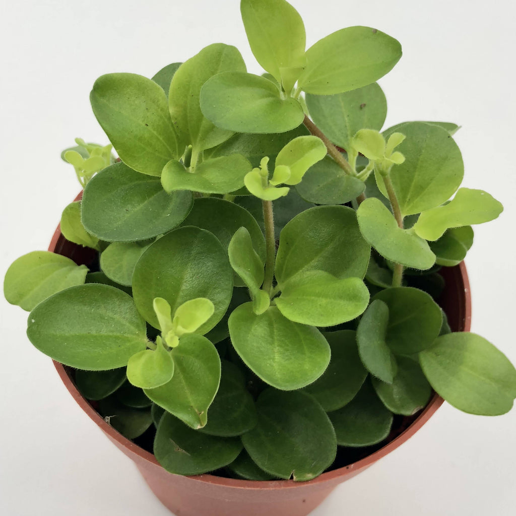 Peperomia rotundifolia in Legrow Single Pot (0.1m)