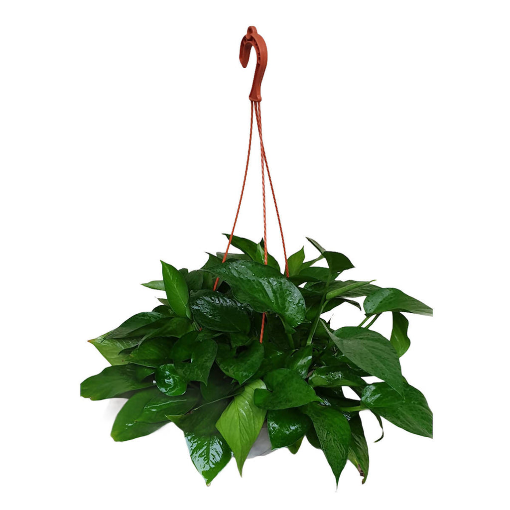 Epipremnum aureum, Money Plant (Hanging) (0.2m)