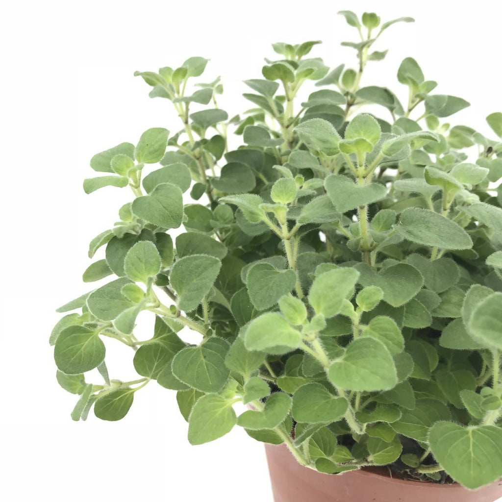 Origanum vulgare, Oregano (0.20m)