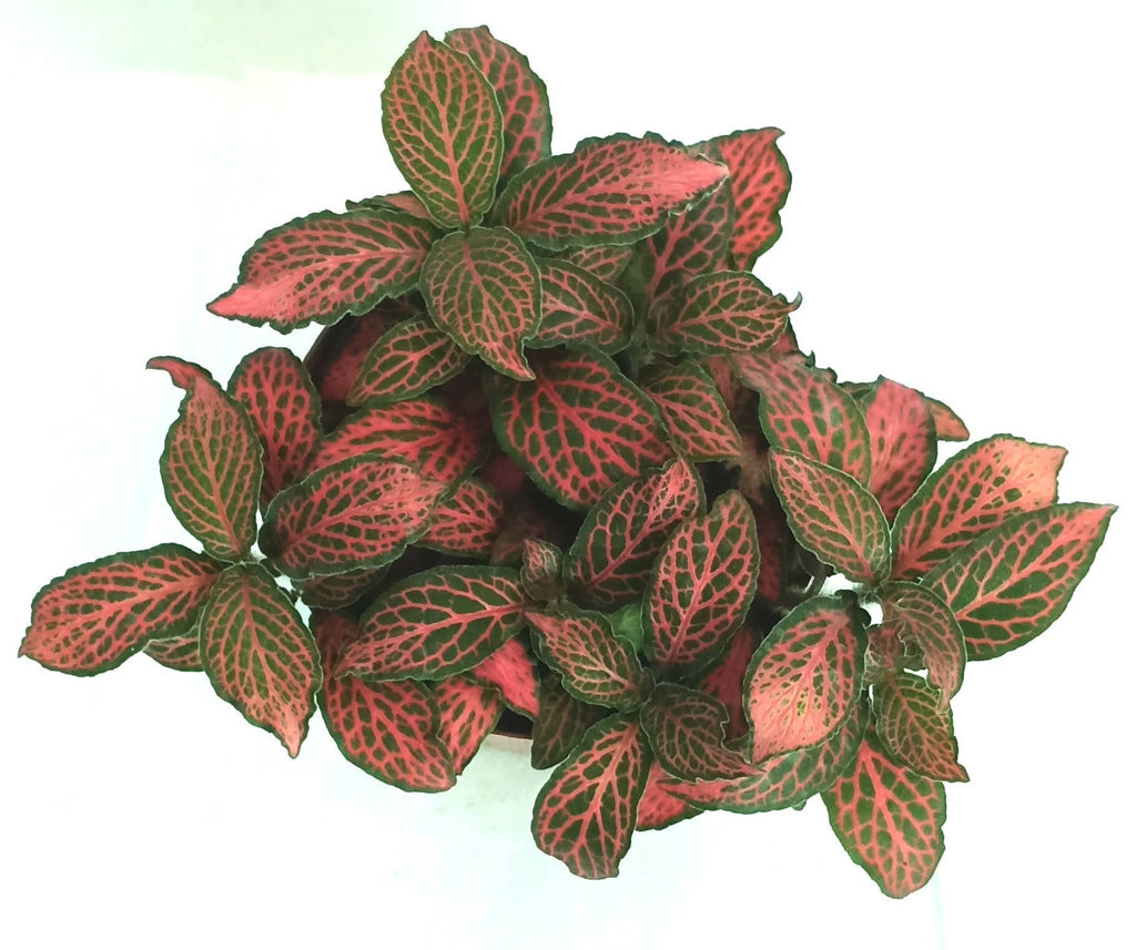 Fittonia Red in White Brussels Round Mini 12.5cm (0.05m)