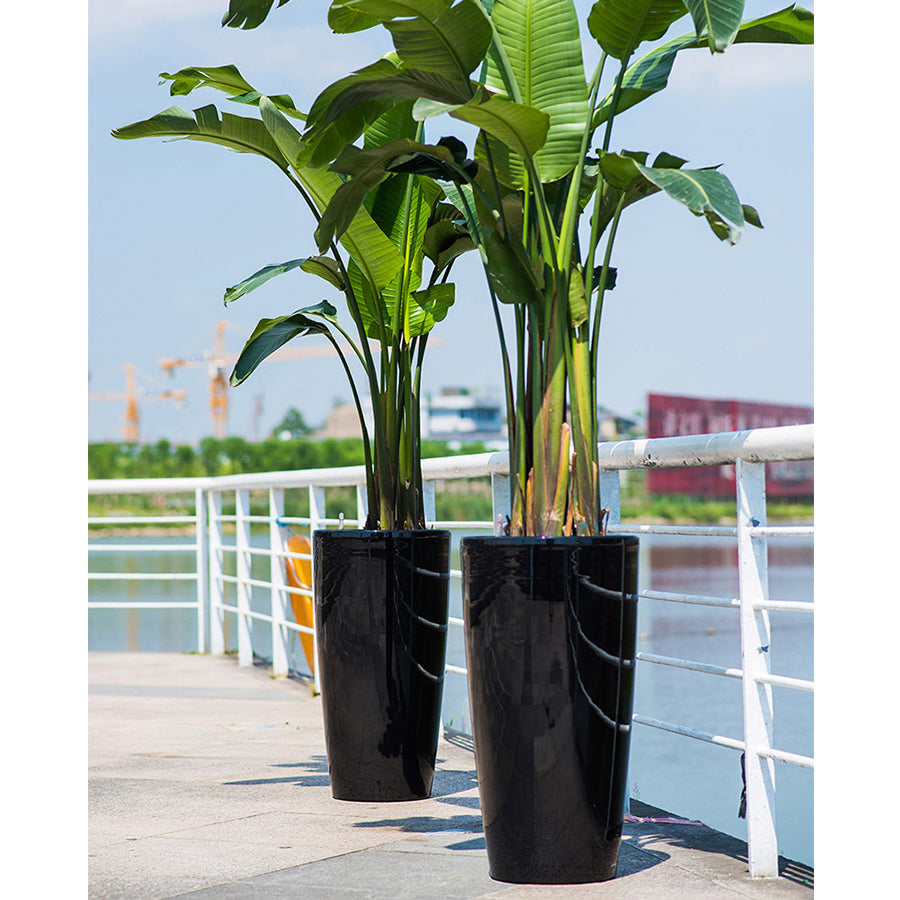 Ruffled Fan Palm in Black High Cylinder Series 39.5cm (1.4m)