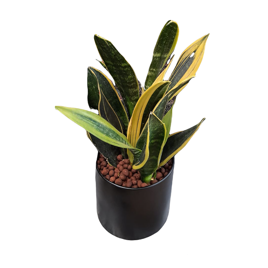 [AS-IS] Sansevieria trifasciata gold flame in black cylindrical metal pot (S)