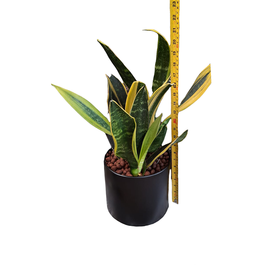 [AS-IS] Sansevieria trifasciata gold flame in black cylindrical metal pot (S)