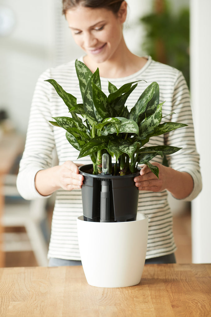 Elho Self-Watering Insert