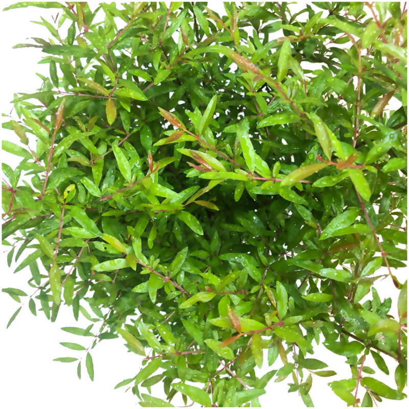 Punica granatum, Pomegranate 石榴花 (0.65m)