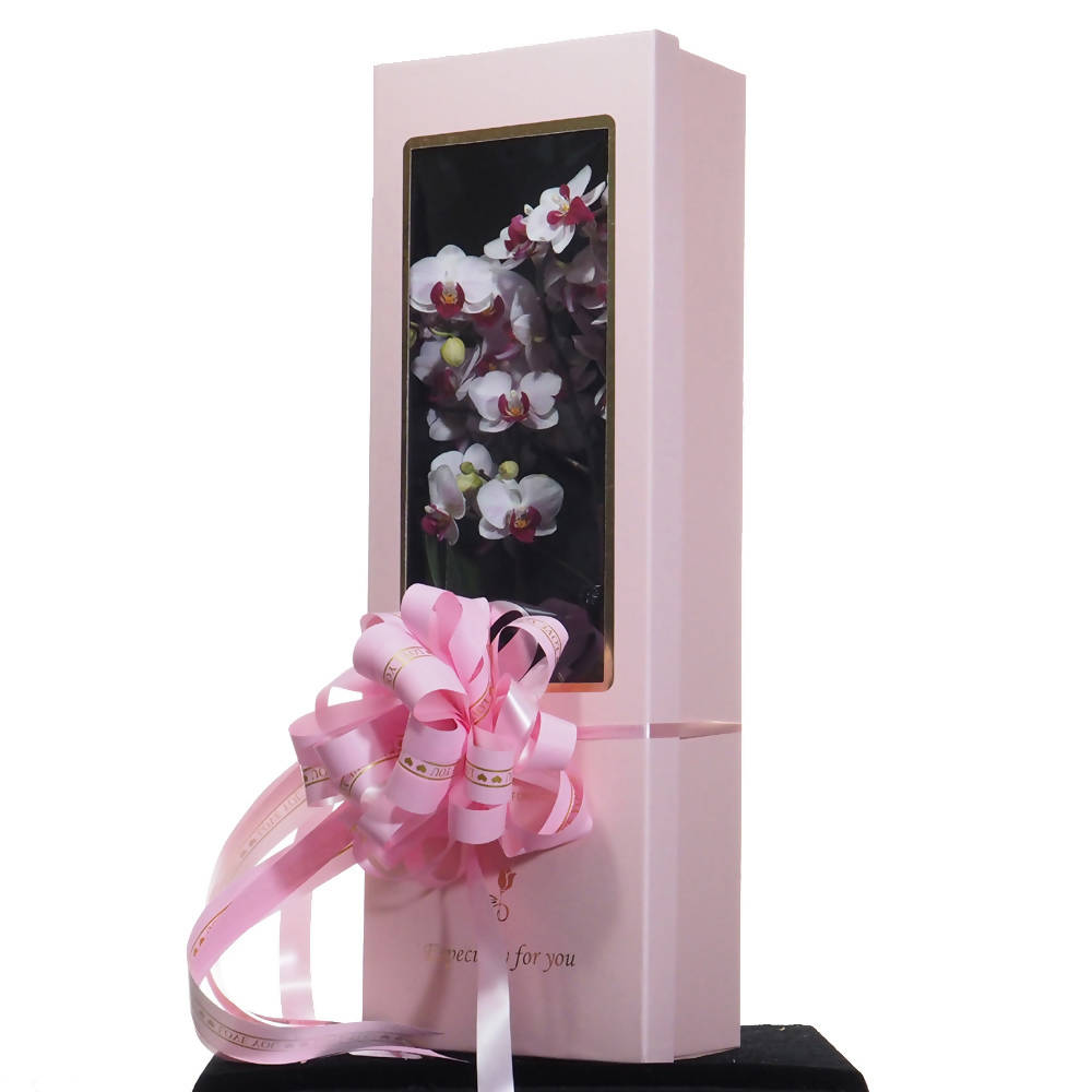 Phalaenopsis Gift Box C