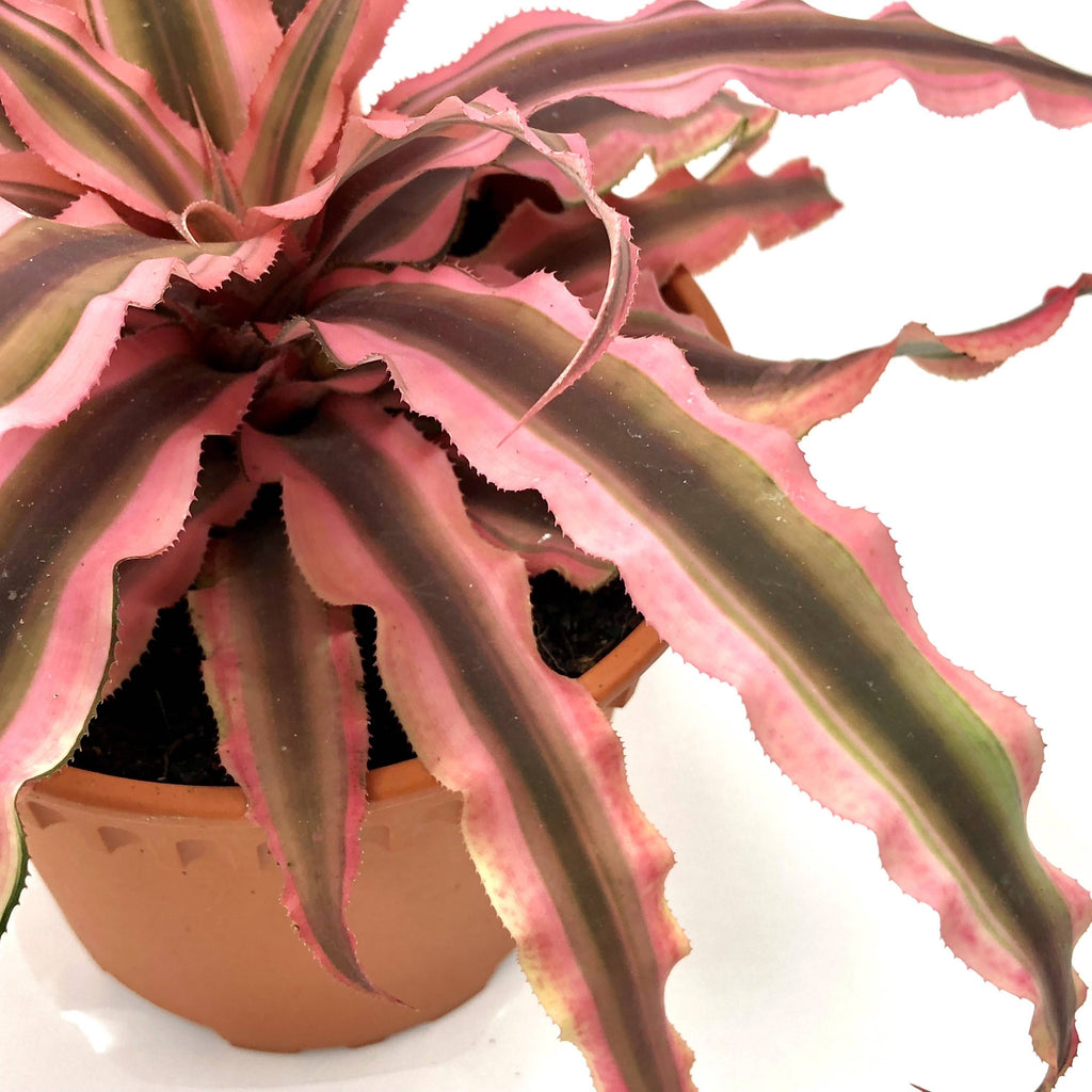 Cryptanthus bivittatus, Pink Starlite , Pink Starlite Earth Star (0.15m)