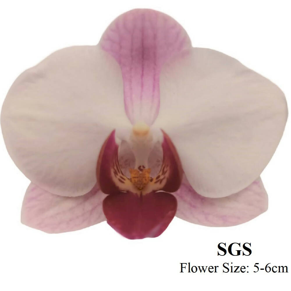 2 Mini Phalaenopsis in Pot