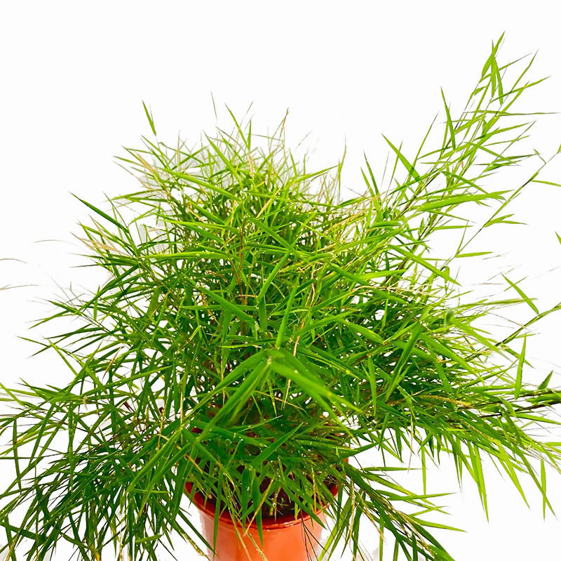 Pogonatherum paniceum, Bamboo Grass (0.3m)