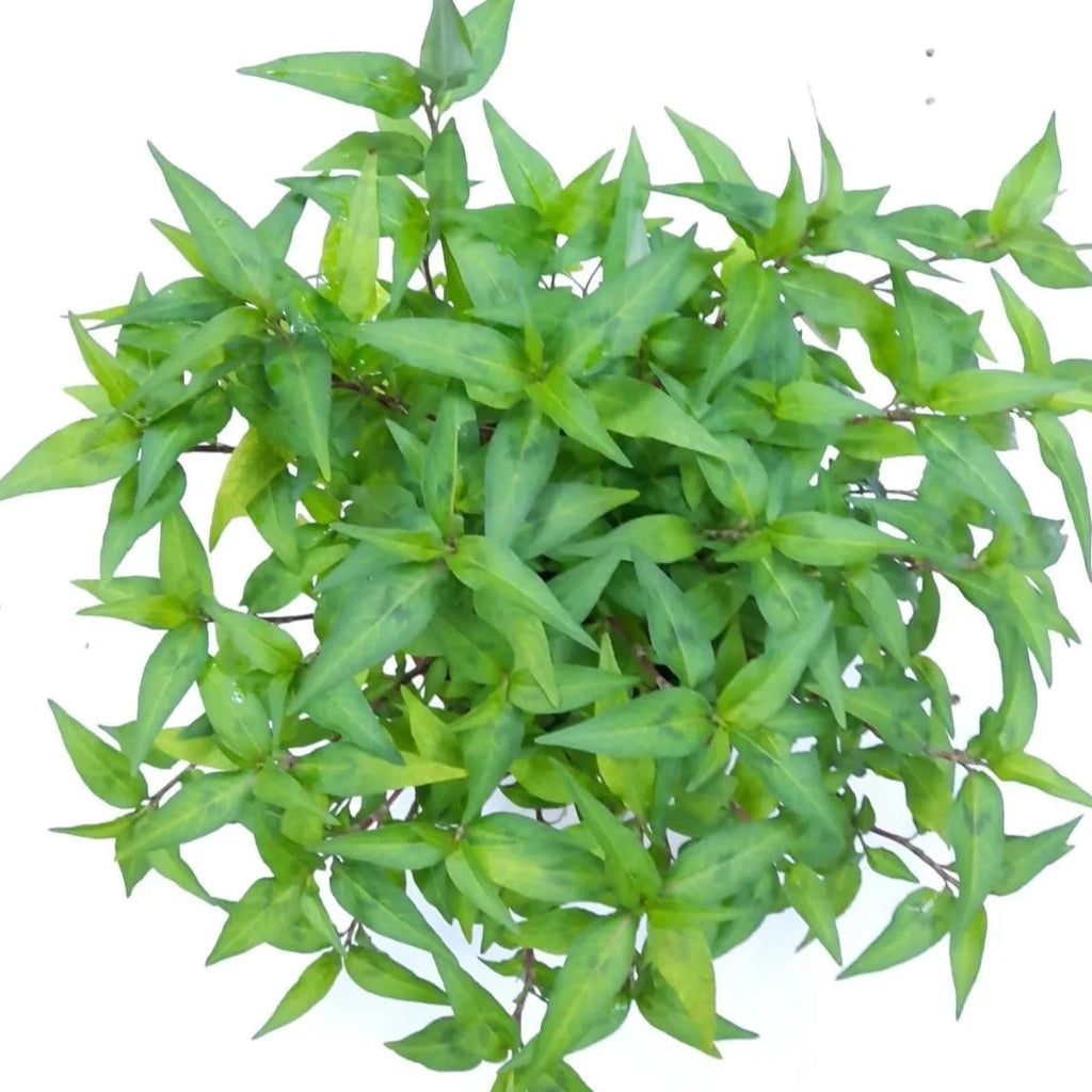 Persicaria odorata, Laksa Leaf, Vietnamese Cilantro (0.3m)