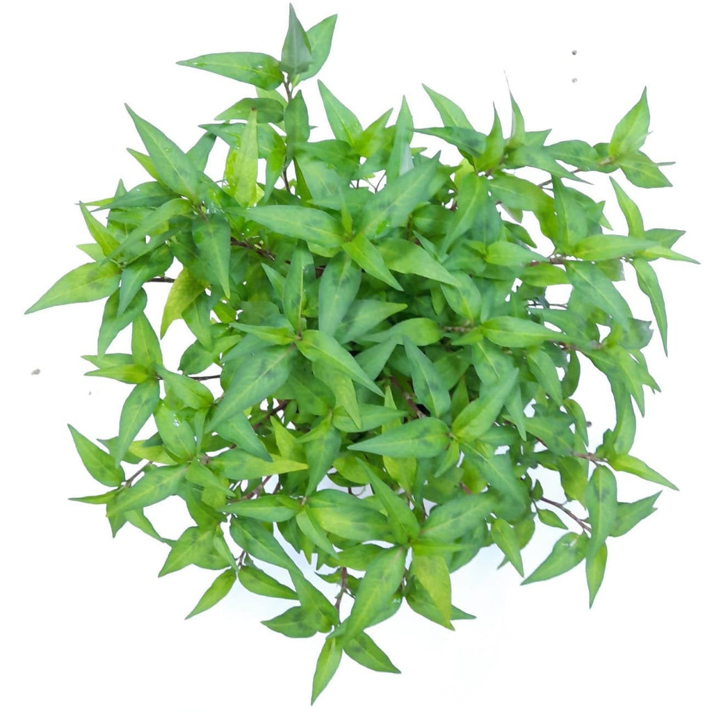Persicaria odorata, Laksa Leaf, Vietnamese Cilantro (0.35m)