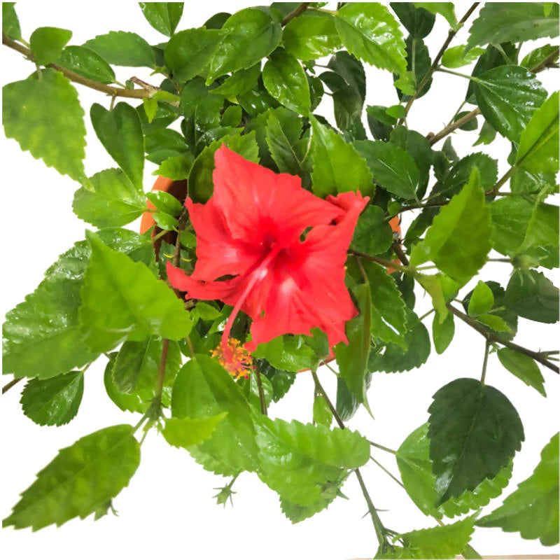 Hibiscus rosa-sinensis, Chinese Hibiscus, Rose of China (0.7m)