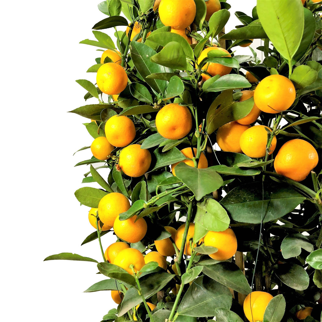 [PRE- ORDER] Four Season Lime 四季桔 in 10 Inch Pot (0.9m)