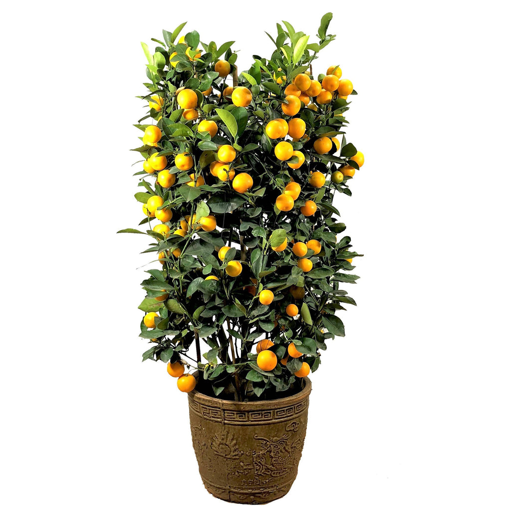 [PRE- ORDER] Four Season Lime 四季桔 in 10 Inch Pot (0.9m)