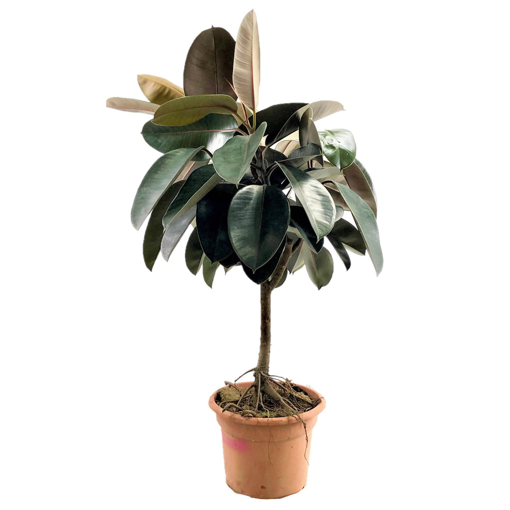 Ficus elastica, Rubber Plant (1.4m)