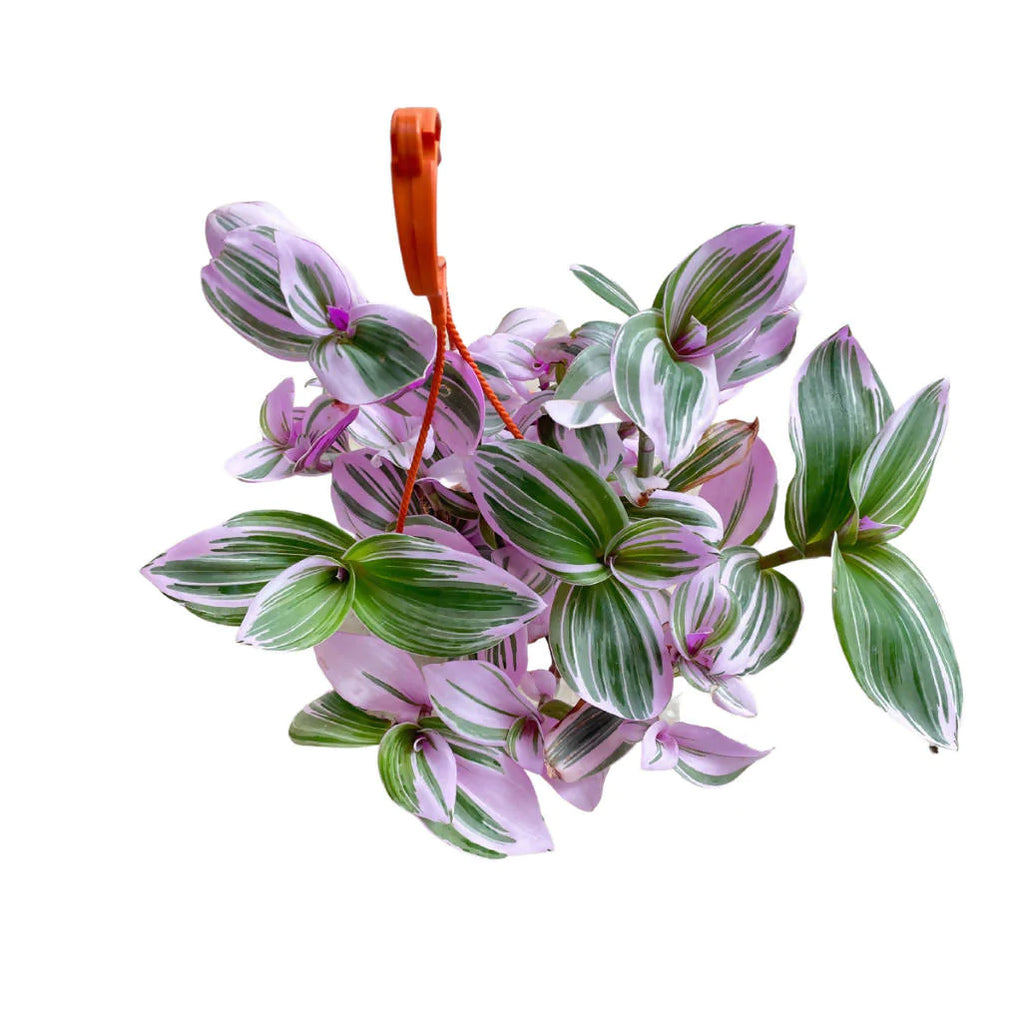 Tradescantia Nanouk, Fantasy Venice in hanging pot (0.30mH)