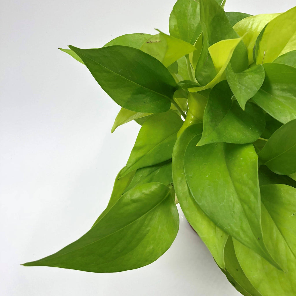 Money Plant "Gold" in Brique B for Soft Round 14cm (0.25m)