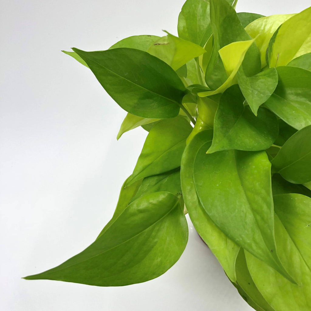 Money Plant "Gold" in Silky White Vibes Fold Coupe 14cm (0.25m)