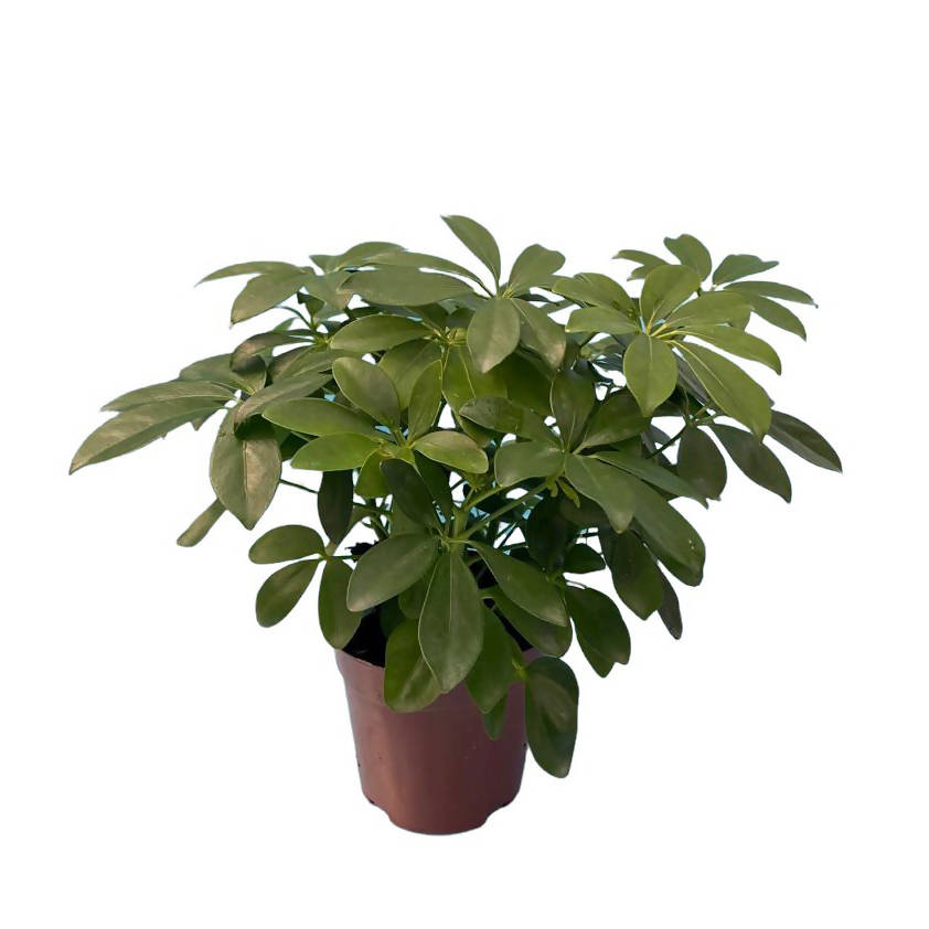 Schefflera arboricola, Umbrella Plant (0.3m)