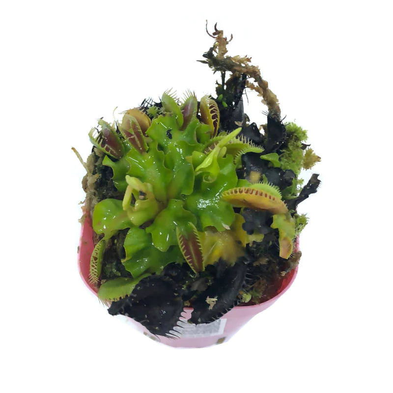 Dionaea Muscipula, Venus Fly Trap in 8cm Pot (0.09m)