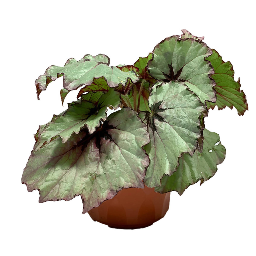 Assorted Begonia Rex-Cultorum, Begonia Leaf (0.20m)