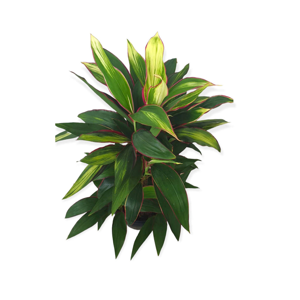 Cordyline fruticosa 'Baby Ti', Goodluck Plant (1.1mH)