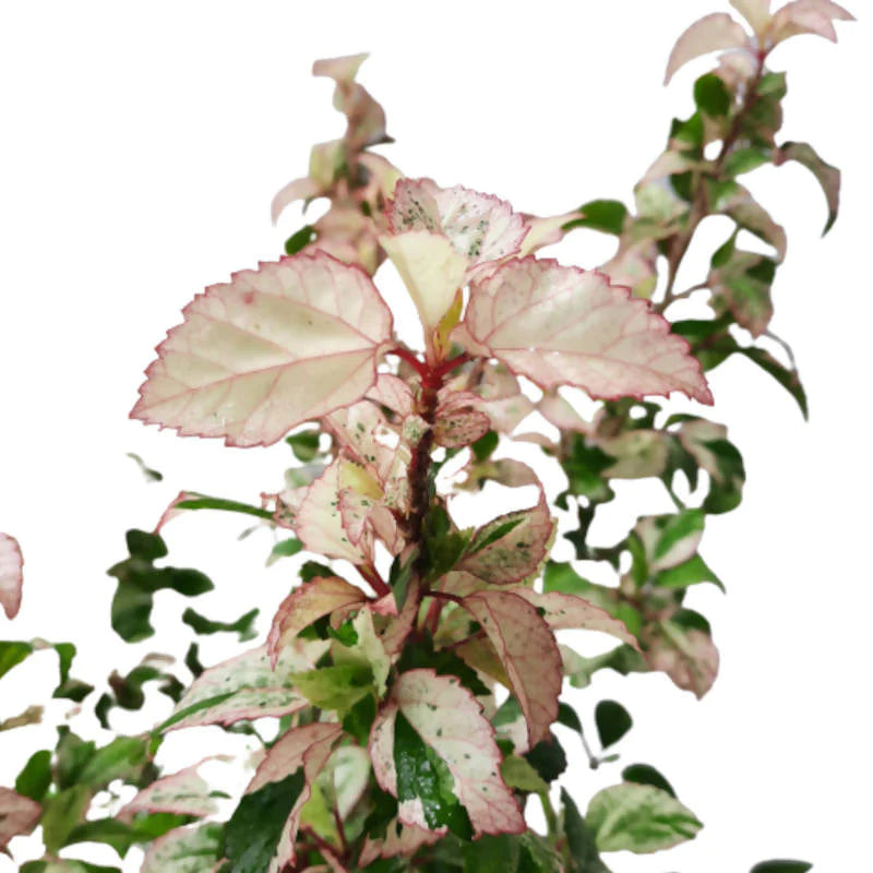 Hibiscus rosa-sinensis cooperii, Hibiscus Cooperii (0.8m)