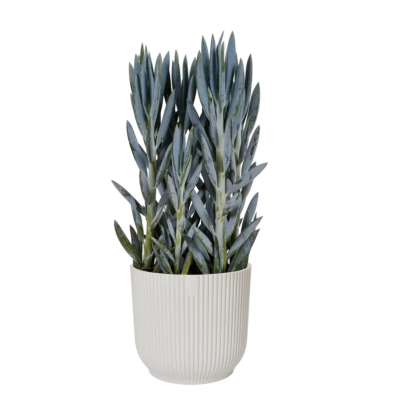 Vibes Fold Round 14cm in Silky White