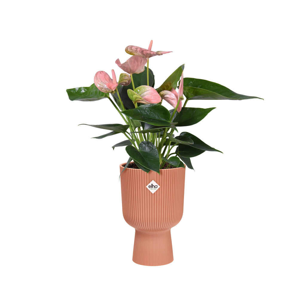 Anthurium Pink in Delicate Pink Vibes Fold Coupe (0.3m)