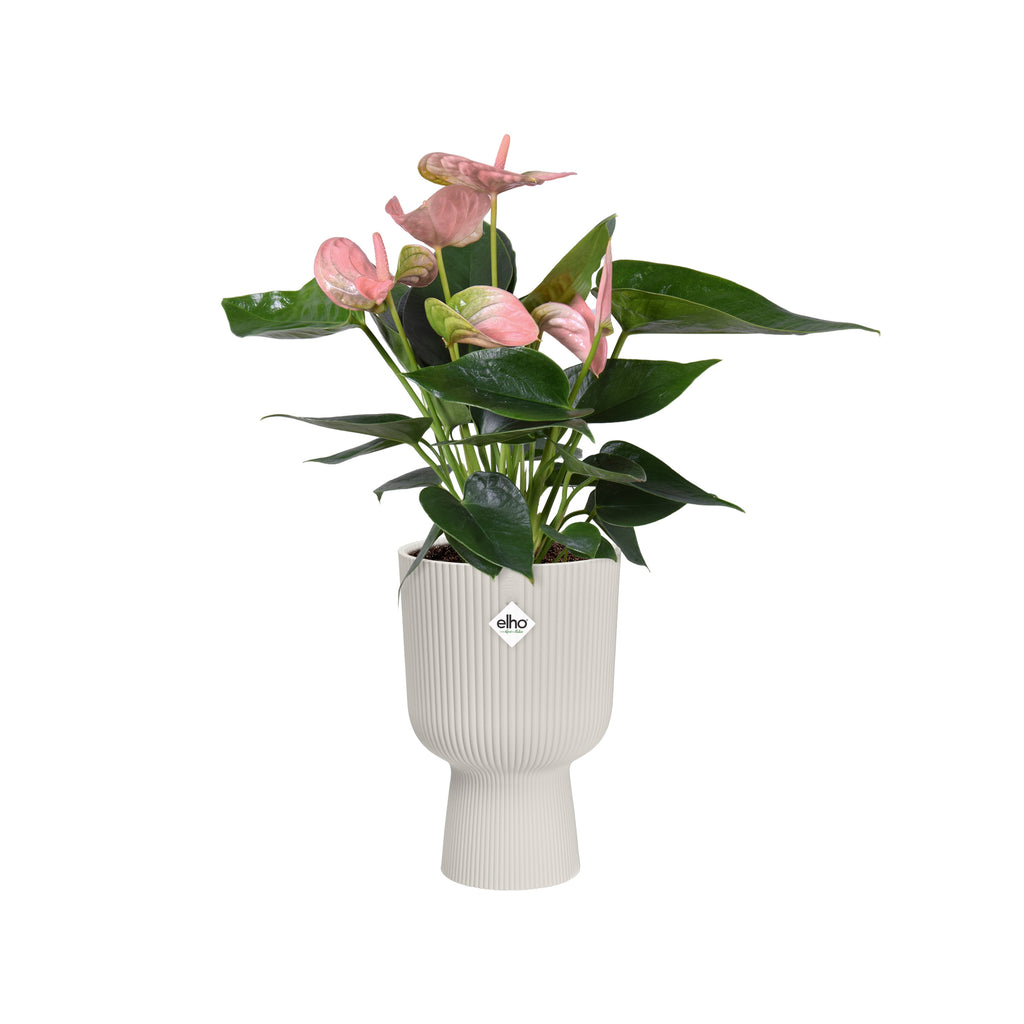 Anthurium Pink in Silky White Vibes Fold Coupe (0.3m)