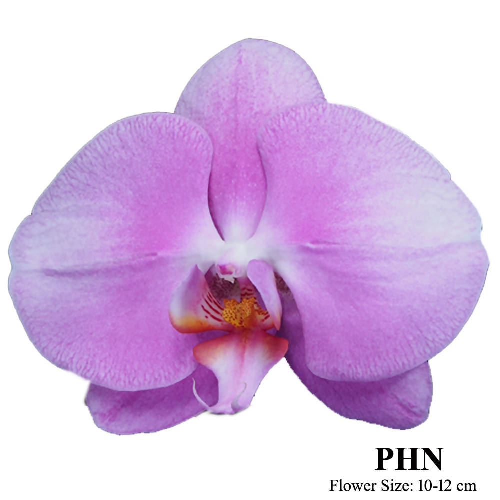 Phalaenopsis Pink PHN (0.7m)