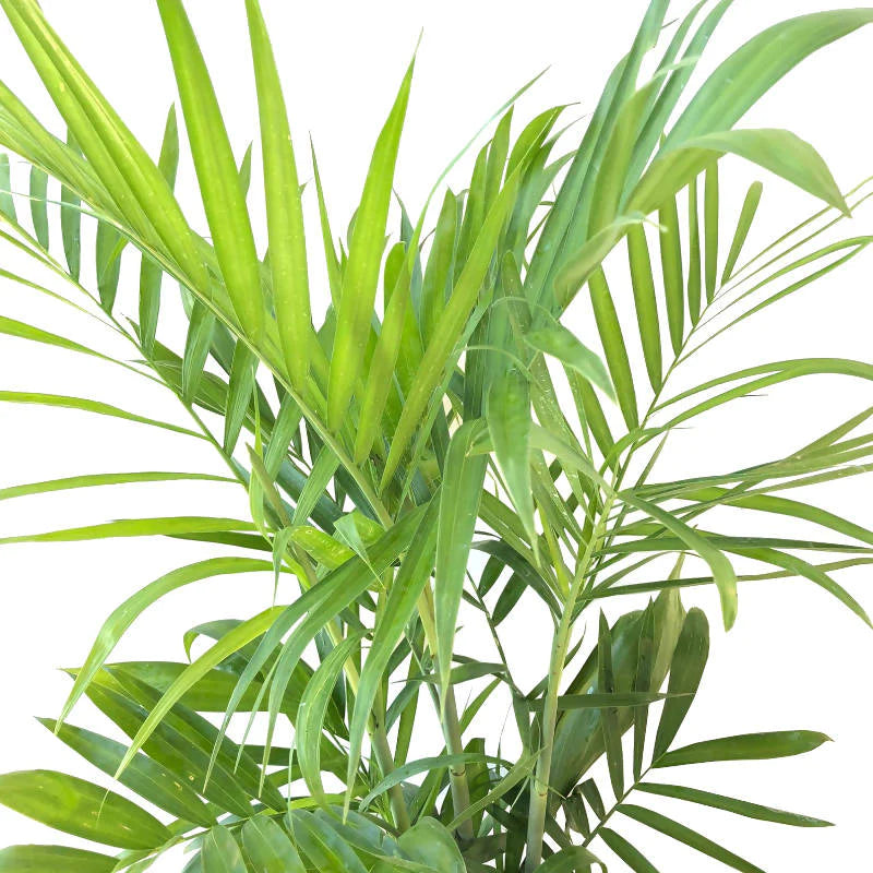 Chamaedorea seifrizii, Bamboo Palm (1.2m)