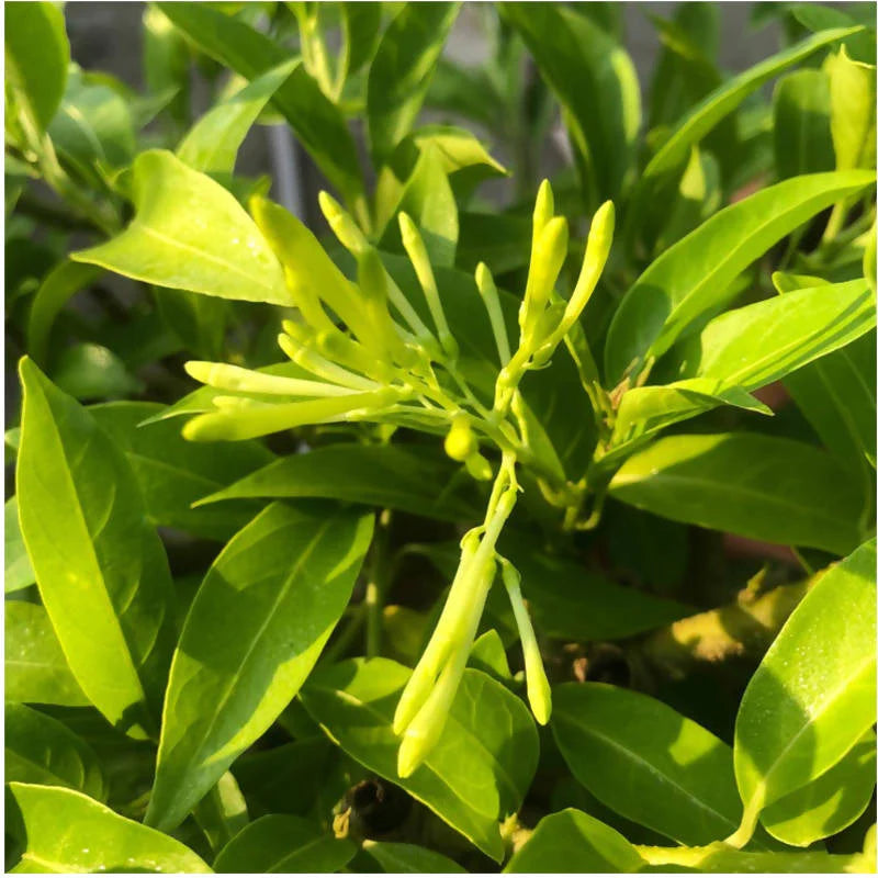 Cestrum nocturnum, Night Blooming Jasmine (0.9m)