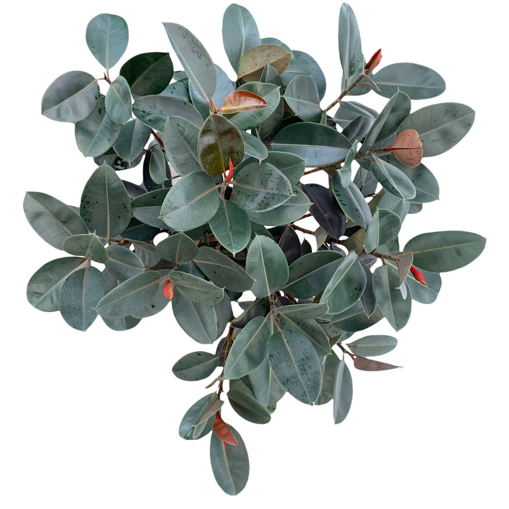Ficus elastica burgundy, Multi-stems (1.0m)