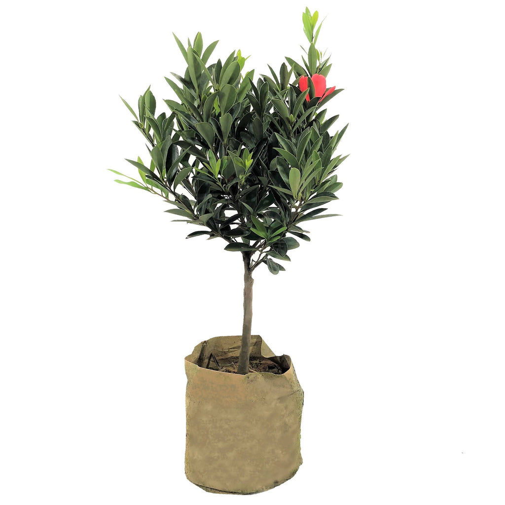 Camellia azalea in bag (0.7m)