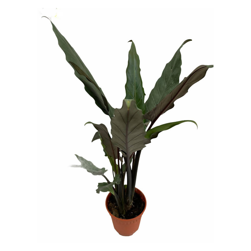 Alocasia lauterbachiana (0.8mH)