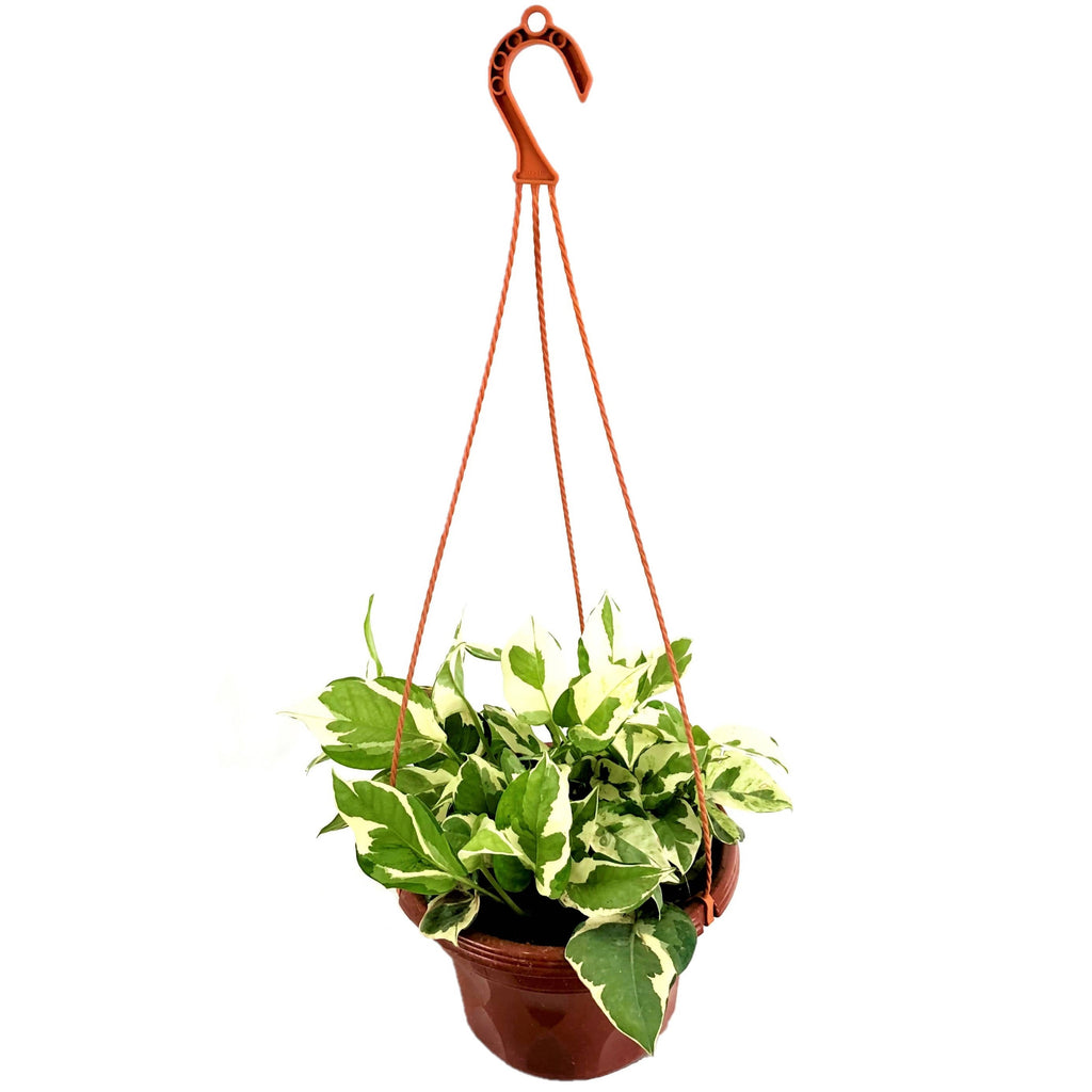 Epipremnum aureum 'N´Joy', Money Plant 'N´Joy'(Hanging) (0.2m)