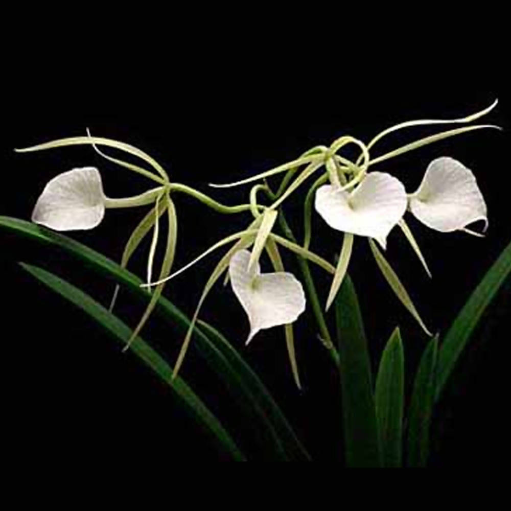 Brassavola nodosa, Lady of the Night (0.25m)