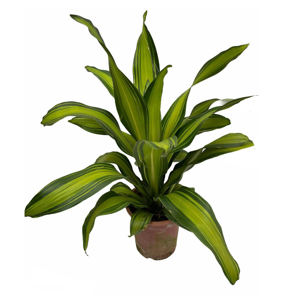 Dracaena Fragrans, Corn Plant (0.8mH)