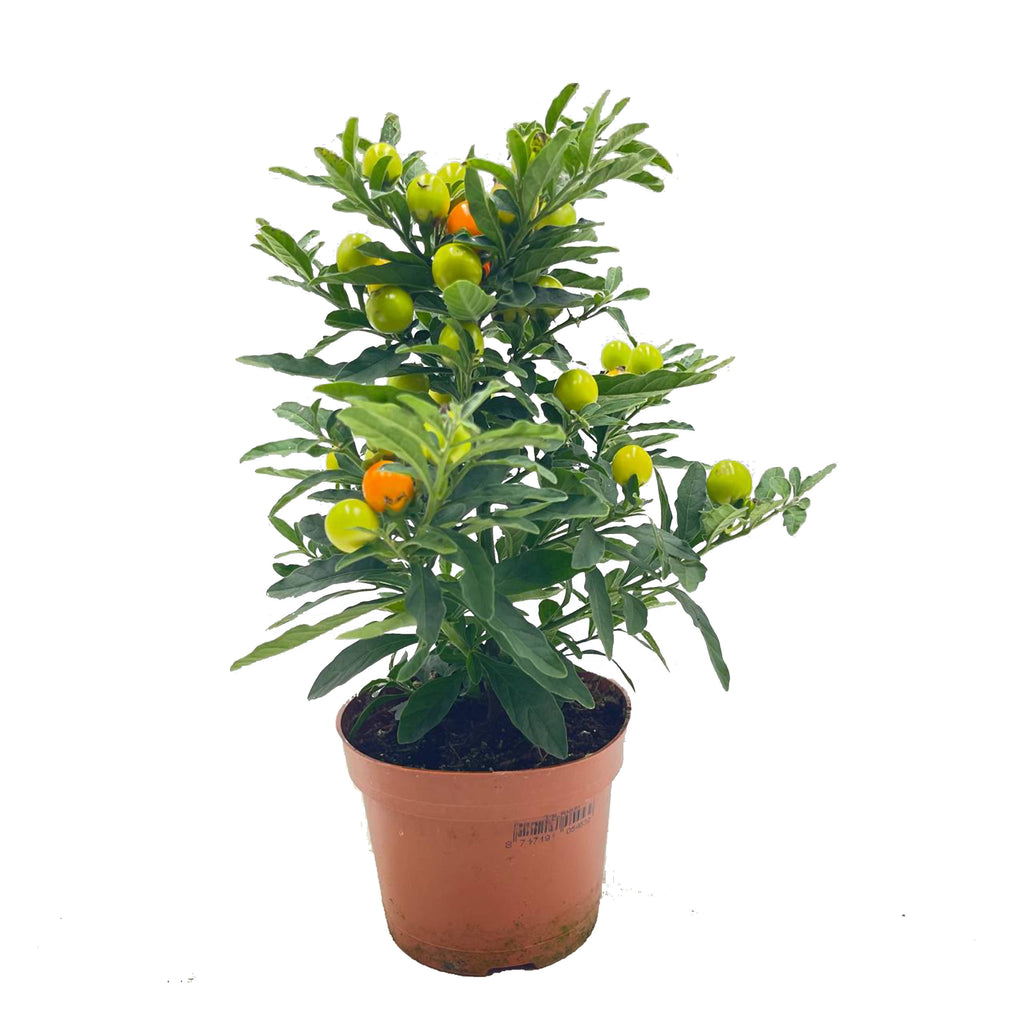 Solanum pseudocapsicum 满堂红 (0.5mH)