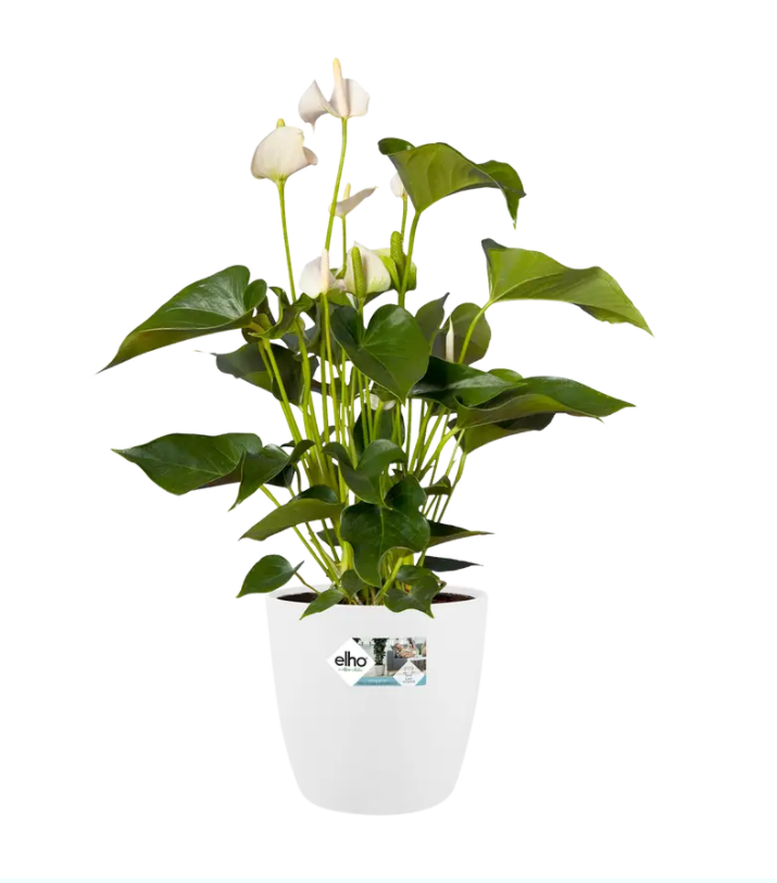 Brussels Round Wheels 35cm in White