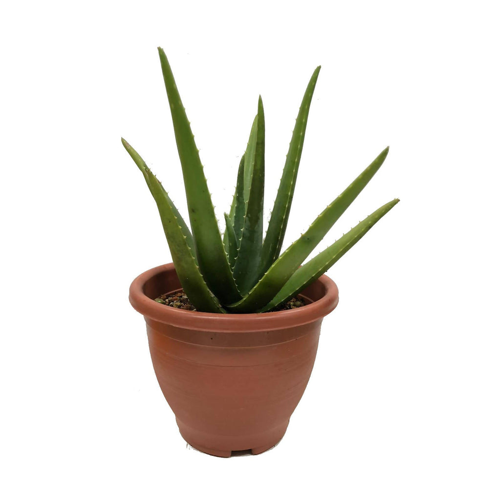 Aloe vera, Barbados or Medicinal Aloe, Burn Plant (0.3m)
