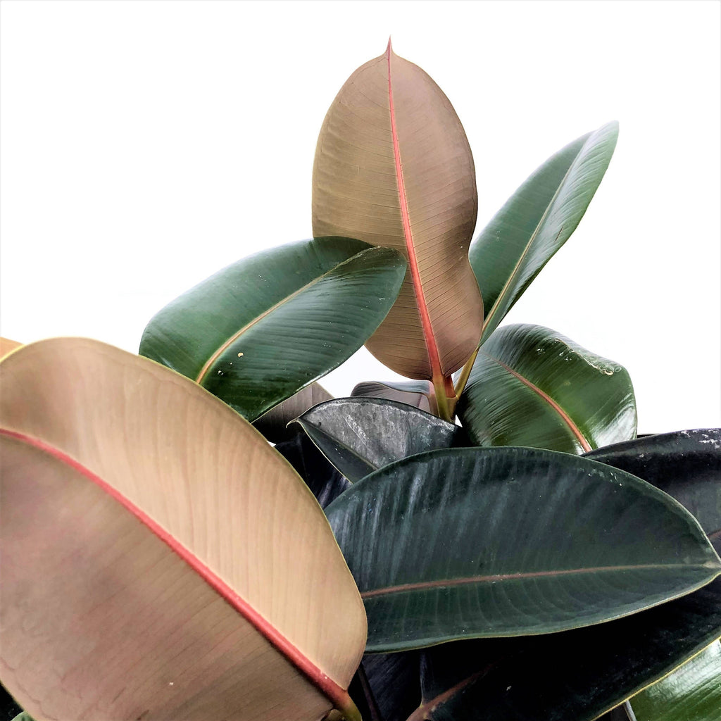 Ficus elastica, Rubber Plant (1.4m)