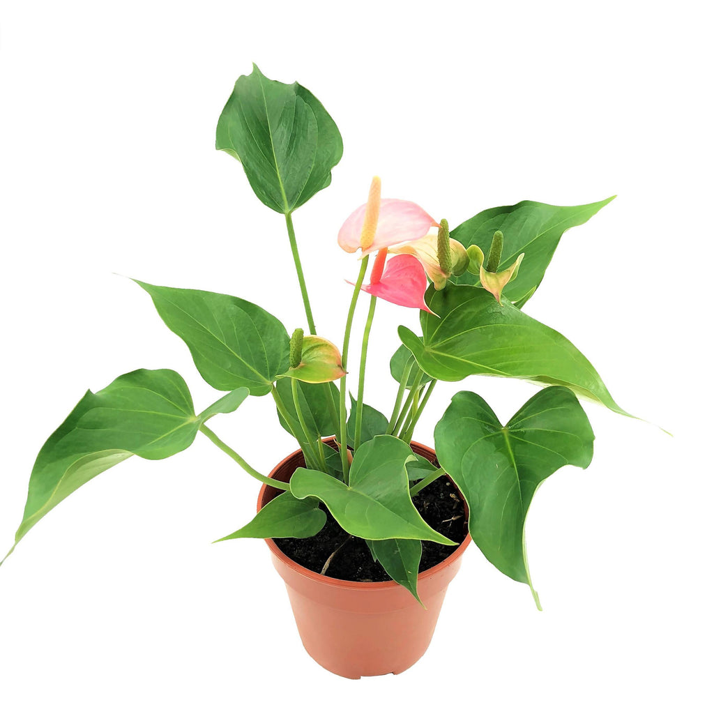 Anthurium andraeanum 'Pink', Flamingo Flower (0.25m)