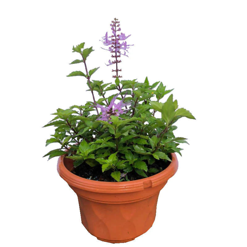 Orthosiphon aristatus 'Purple', Cat's Whiskers 'Purple' (0.4m)