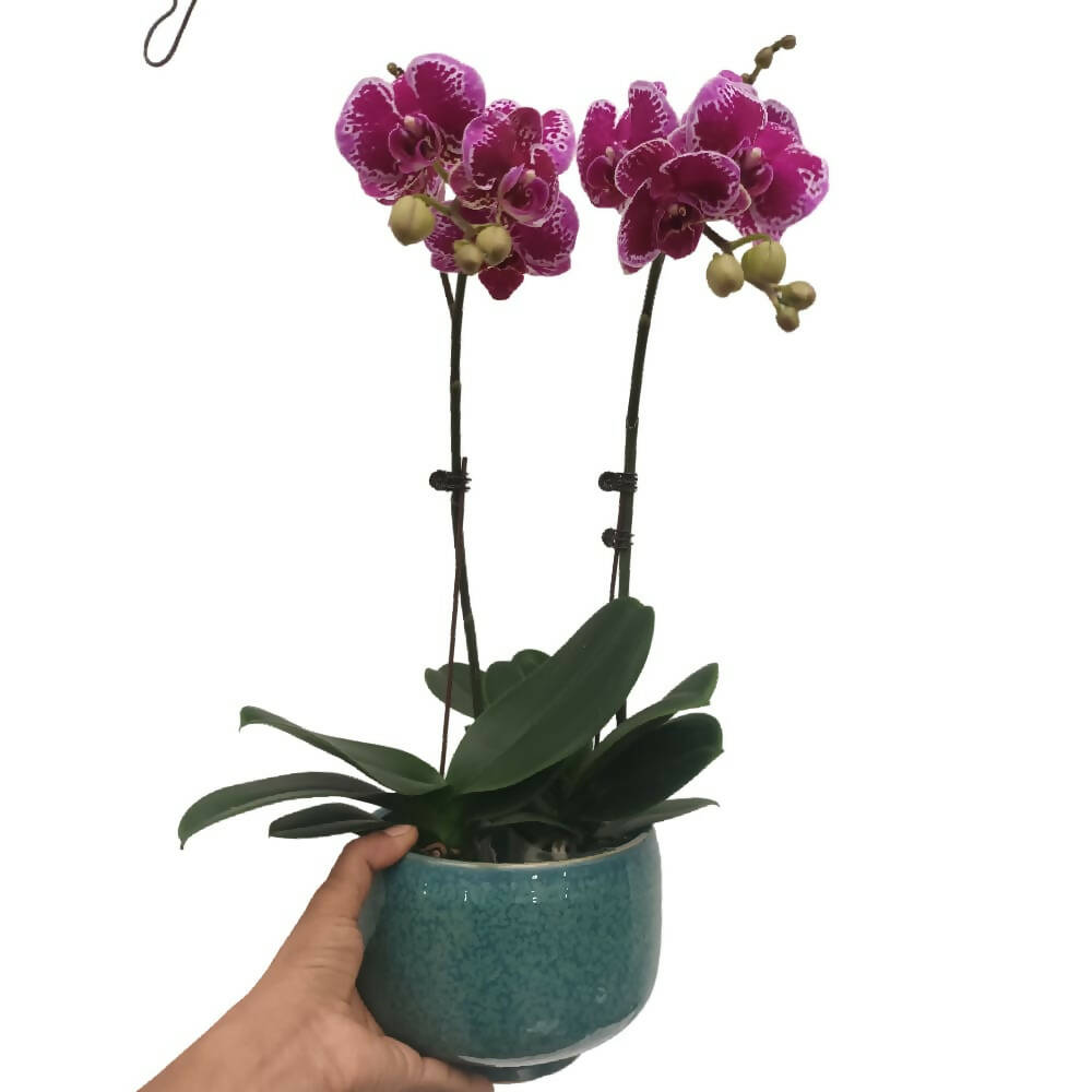 2 Mini Phalaenopsis in Pot